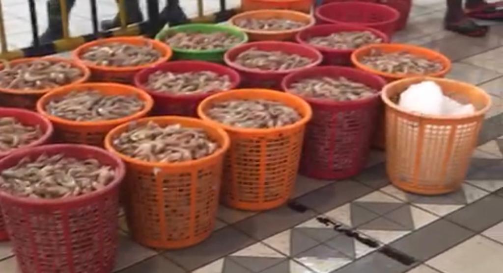 «التجارة» تحدد أسعار بيع الروبيان