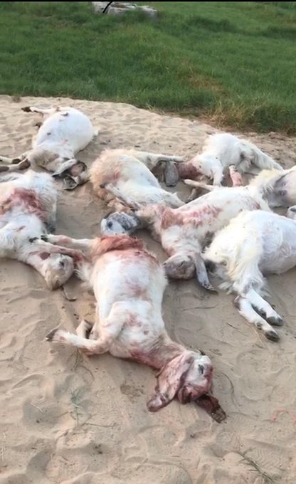 الكلاب الضالة تفتك بالماعز الثمين في الوفرة الزراعية والخسائر بالآلاف