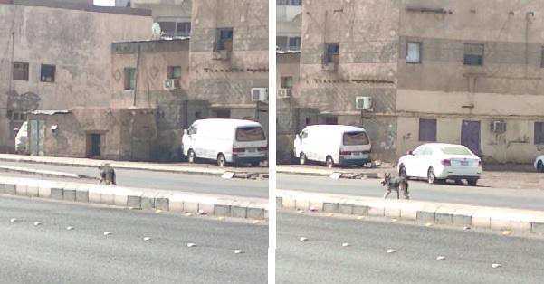شاهد مواطن سعودي يوثق ذيب يسير في وضح النهار بالمدينة المنورة.. ويعلق: الذيب ياعيال يمشي بين الخطين