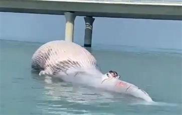 بالفيديو.. «البيئة» تنسق مع الجهات المعنية حول رصد حوت نافق