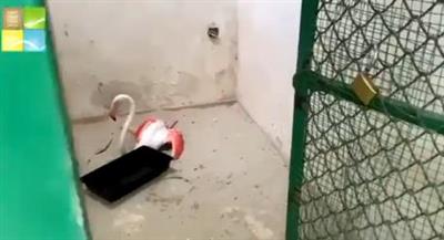البيئة: وجود بعض طيور الفلامنجو المصابه بمنطقة المد والجزر