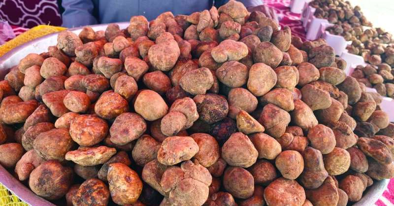 غش في… تجارة «الفقع»