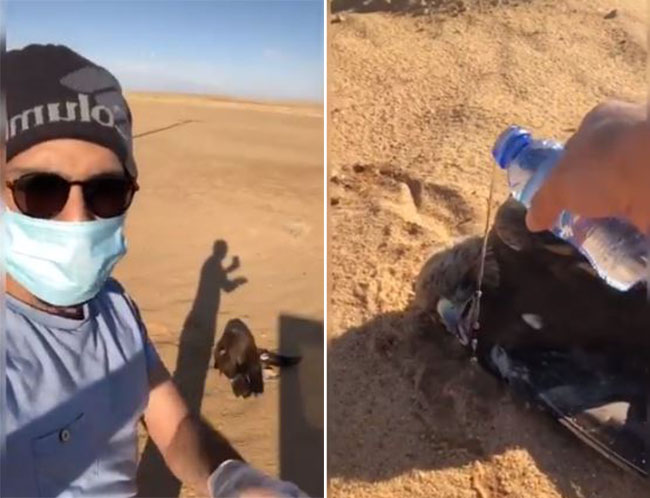 بالفيديو: مصور سعودي يكشف قصة عثوره على عقاب ذهبي في طبرجل فقده صاحبه الأمريكي