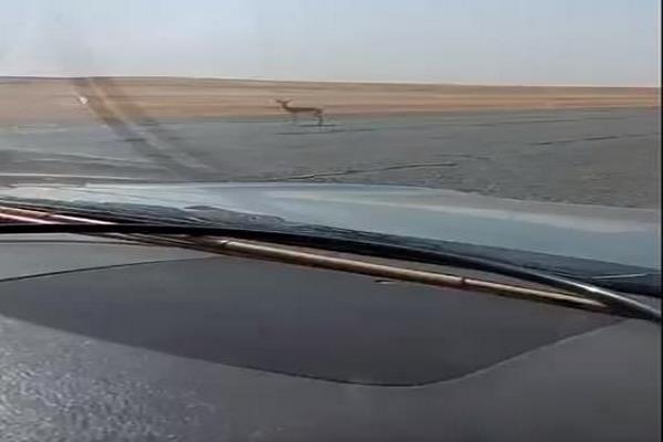 شاهد كيف تصرف مواطن سعودي مع غزلان تتجول بالقرب من طريق سريع وتركي آل الشيخ يعلق؟