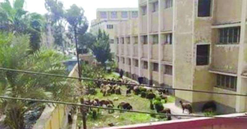 أغنام في مدرسة مصرية أطاحت بقيادات تعليمية