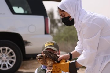 شاهد.. هيئة البيئة تطلق عدداً من الطيور الجارحة في محمية الجهراء بالتعاون مع فريق «عدسة البيئة»