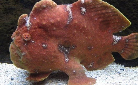 سمكة الضفدع تسبب رعبا للصيادين في تركيا