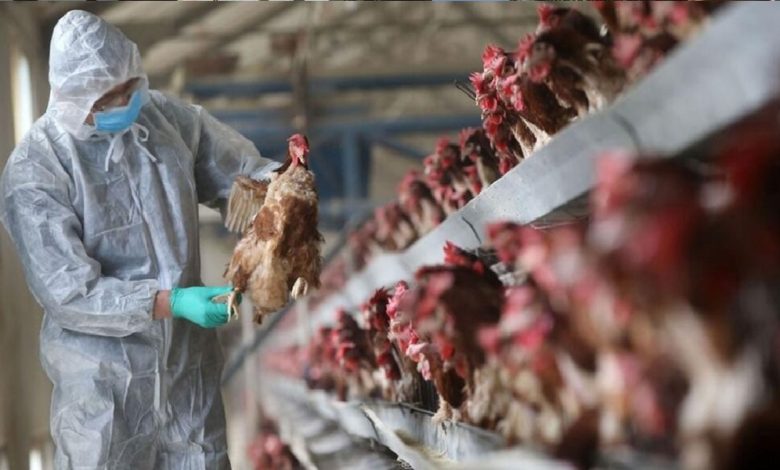 الهند تسجل أول وفاة بين البشر بـ«إنفلونزا الطيور»