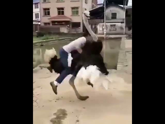 شاهد بالفيديو..رد فعل طريف من نعامة تجاه رجل حاول ركوبها