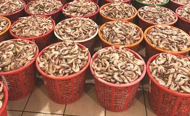 عاد الربيان.. 120 سلة بين 45 و60 ديناراً