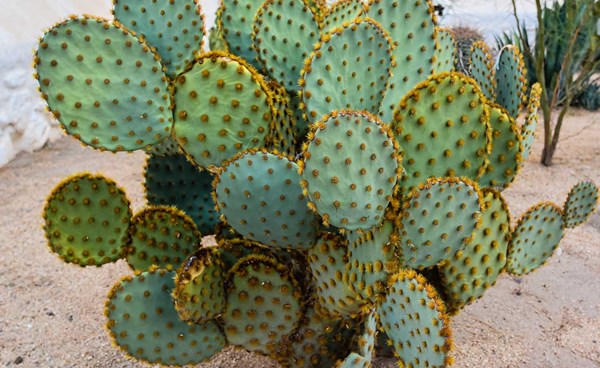 دراسة صينية جديدة تسلط الضوء على قدرة النباتات على التكيف مع الارتفاعات العالية