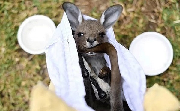 نوع نادر من الشقبانيات نجا من الانقراض بعد حرائق أستراليا