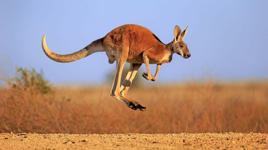 السعودية.. ضبط أشخاص ذبحوا «كنغر» وطبخوه كوجبة