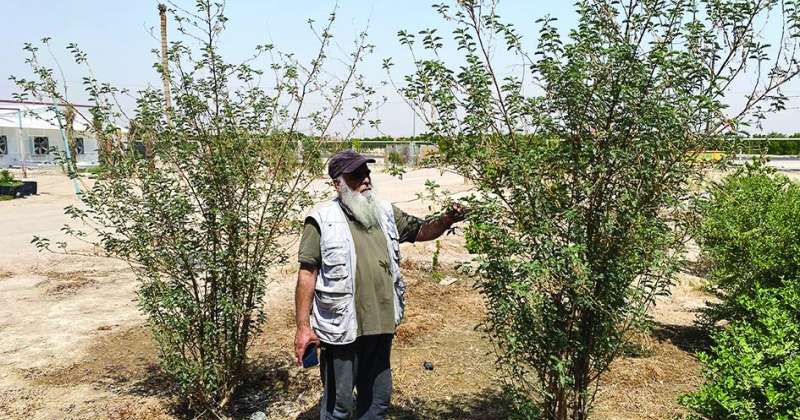 المزارع هشام العومي: شجر ال «سيسبان»… الأفضل لحماية المزارع من التصّحر