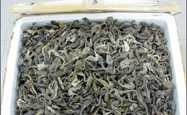 توقيف صيني في الإكوادور بحوزته أكثر من مئتي فرس بحر نافق