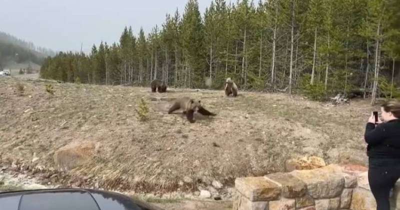 السجن أربعة أيام لأميركية اقتربت من دبّة وصغارها أكثر من اللزوم