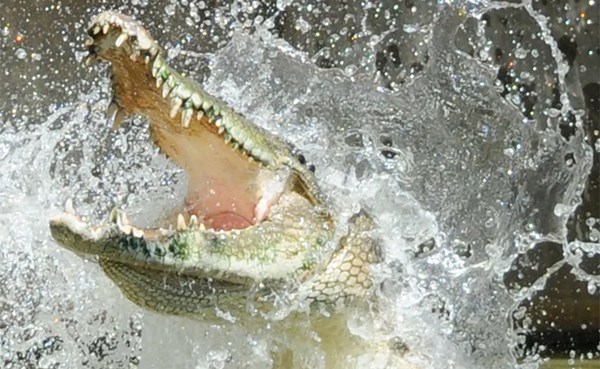 تمساح يقتل شابا في إندونيسيا ويترك جثته دون التهامها