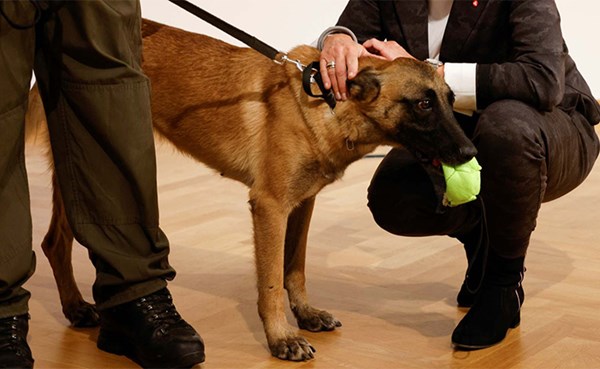 جيش النمسا ينجح في الكشف عن كوفيد-19 بواسطة الكلاب