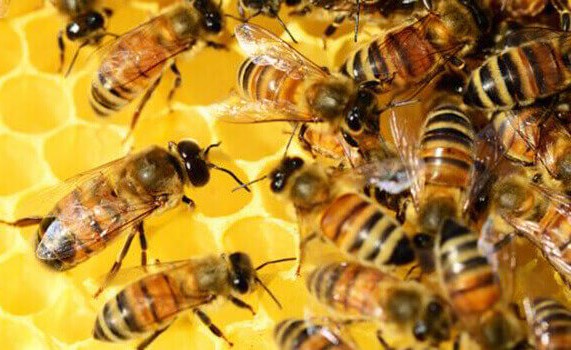 نصيحة مربية نحل ألمانية…حافظ على رفاهية النحل