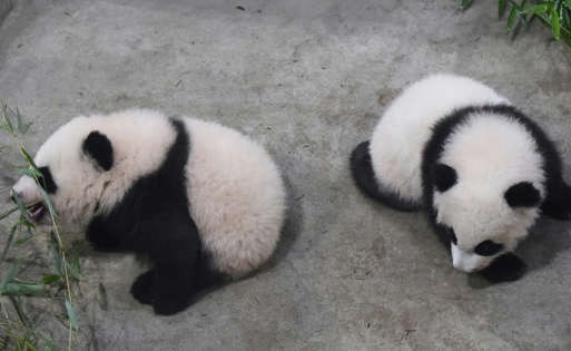 لقاء أول في متنزه فرنسي بين الزوار وتوأمي باندا مولودين في أغسطس