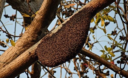 نوع بري نادر من النحل في غابة بريطانية بقي في منأى عن المخاطر