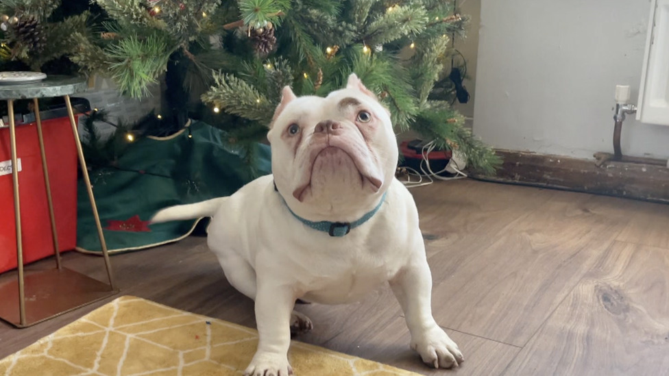 تشويه الكلاب: مربون يقطعون آذان الجراء لمسايرة وسائل التواصل الاجتماعي