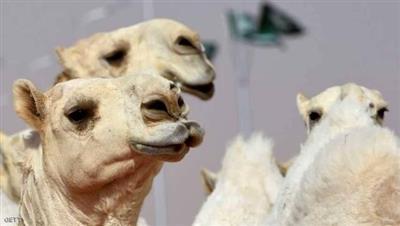 مسابقة ملكة جمال الإبل في السعودية: استبعاد 40 ناقة بسبب البوتوكس