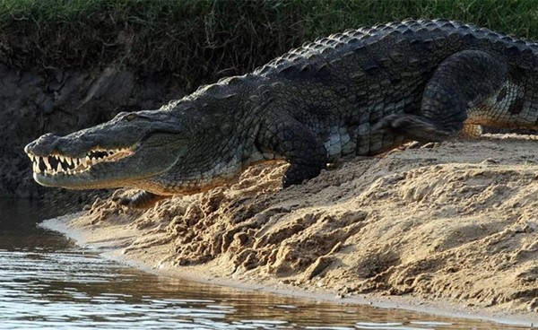 تمساح يقتل فتاة إندونيسية في سومطرة الغربية