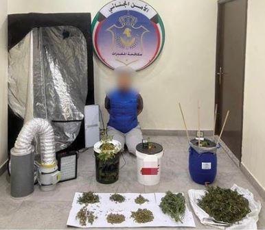 مكافحة المخدرات تضبط شخصين بحوزتهما ما يقارب كيلو من مادة الماريجوانا وعدد 3 شتلات من الماريجوانا المخدرة