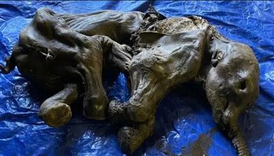 العثور على صغير ماموث عمره 30 ألف سنة