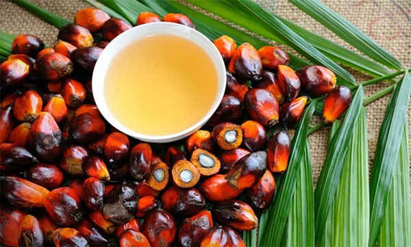 توقعات بتراجع أسعار زيت النخيل في العالم بنسبة 20% بحلول سبتمبر المقبل