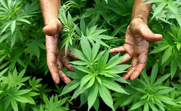 الشرطة اليونانية تكتشف مزرعة قنب فوق جبل أوليمبوس