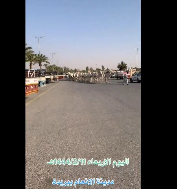 فيديو متداول لمجموعة من الإبل تسير داخل مدينة الأنعام في بريدة السعودية والكشف عن السبب