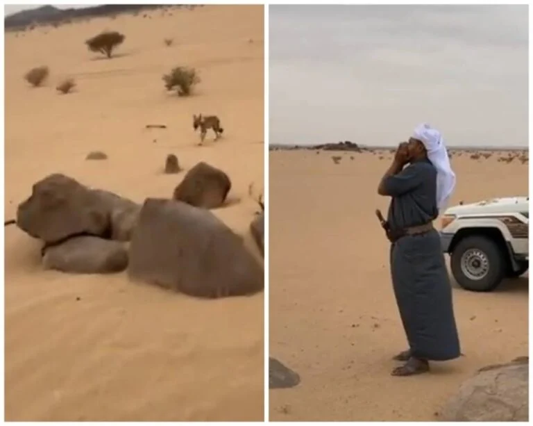 شاهد ماذا فعل ذئب بعد أن نادى عليه صاحبه في الصحراء