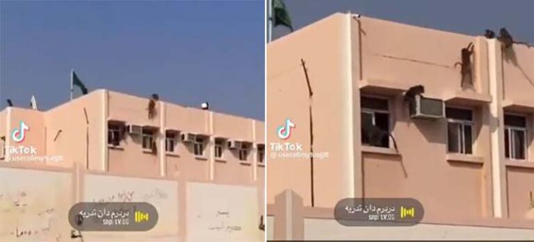 شاهد قرود تهرب من نافذة أحد الفصول في مدرسة بالمملكة