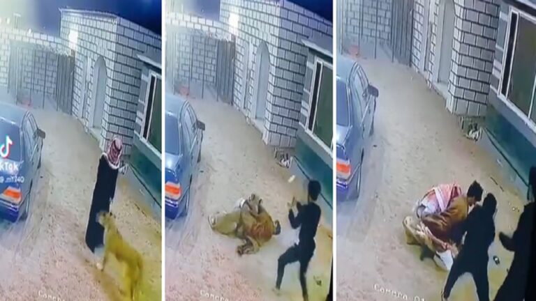 بالفيديو .. أسد يهجم على مواطن سعودي ويطرحه أرضا