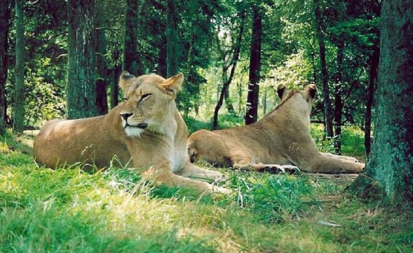 نقل ثلاث لبؤات من حديقة حيوان أوكرانية إلى الدنمارك