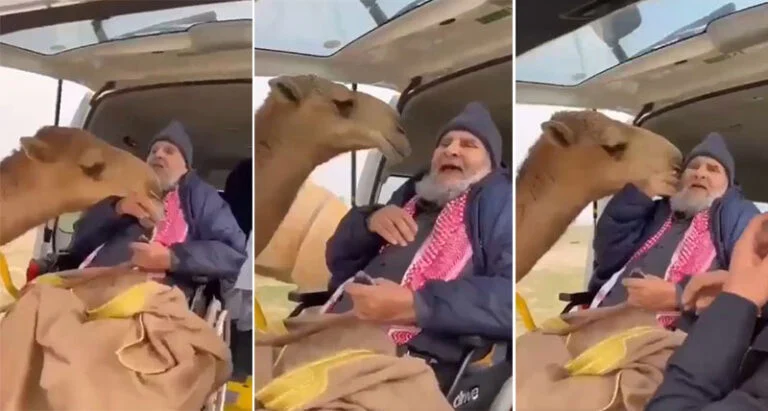 بعد غيابه عنها بسبب مرضه.. شاهد ردة فعل ناقة رأت صاحبها