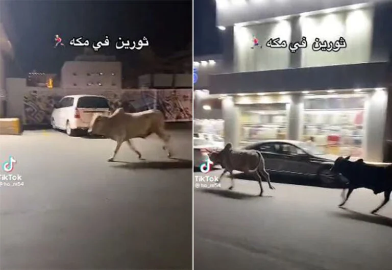 شاهد ثيران هائجة تركض في شوارع مكة دون وقوع حوادث