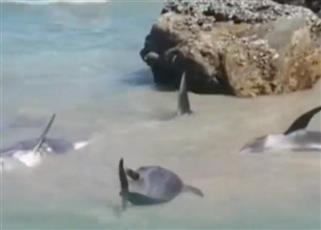 جنوح 8 دلافين جرفتها الأمواج لشاطئ ولاية حاسك بظفار العمانية.. وإنقاذ 7