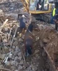 بعد 21 يوماً تحت الأنقاض.. إنقاذ حصان في زلزال تركيا