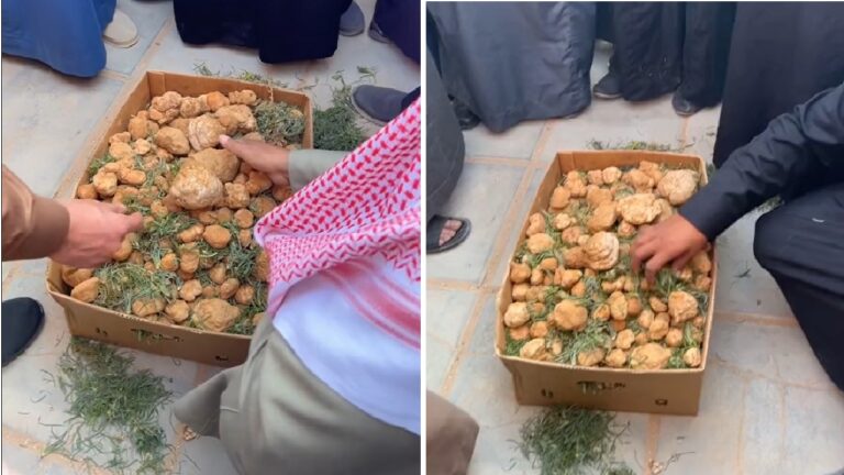 شاهد بالفيديو… بيع كرتون فقع في مزاد علني في عرعر بسعر غير متوقع