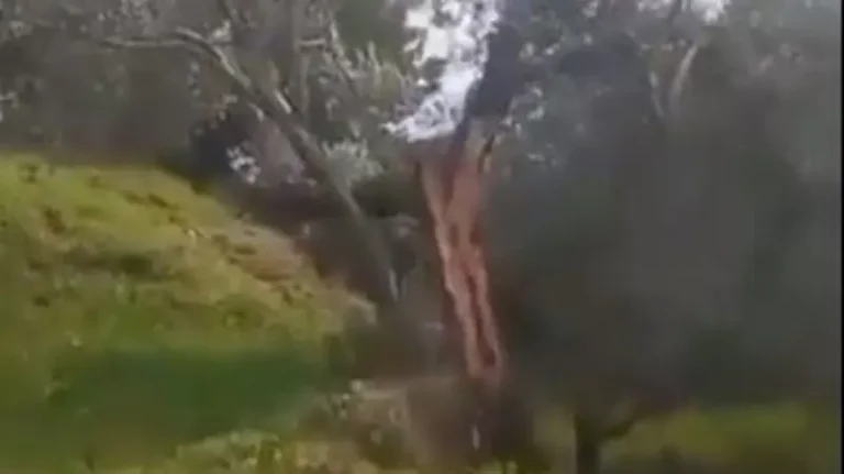 مشهد لا يصدق.. هذا ما فعله زلزال تركيا بشجرة زيتون معمرة