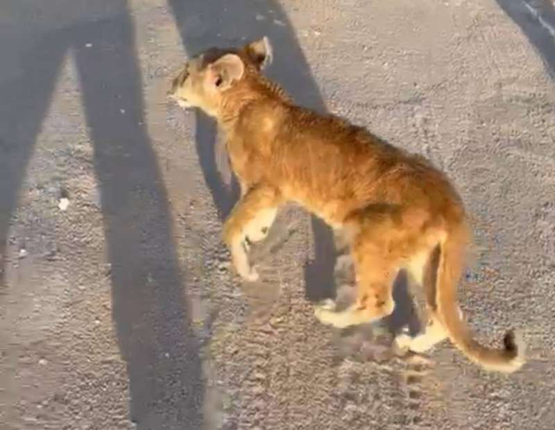 «شبل» غاضب يتجول في «صباح الأحمد»