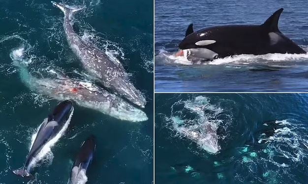 استمر 5 ساعات.. شاهد بالفيديو| كاميرا ترصد لحظة هجوم نادر من 30 حوتًا قاتلًا ضد حوتين رماديين