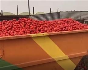 مواطن: مزارعون يستمرون في إلقاء الطماطم