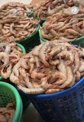 ضبط لنج مخالف يقوم بحمل ربيان أثناء موسم الحظر