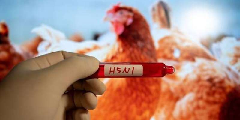 «الزراعة» الأميركية: إمدادات اللحوم آمنة من إنفلونزا الطيور