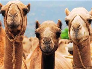 مواطن يوثق إبل سائبة تسير على طريق السالمي