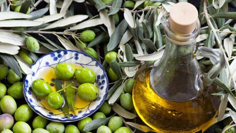 مركّب مستخرج من الزيتون يظهر نتائج واعدة لعلاج السمنة والسكري